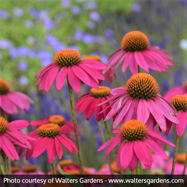 PowWow Wild Berry Coneflower