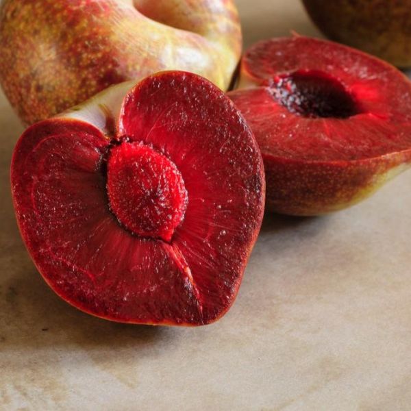 Elephant Heart Japanese Plum