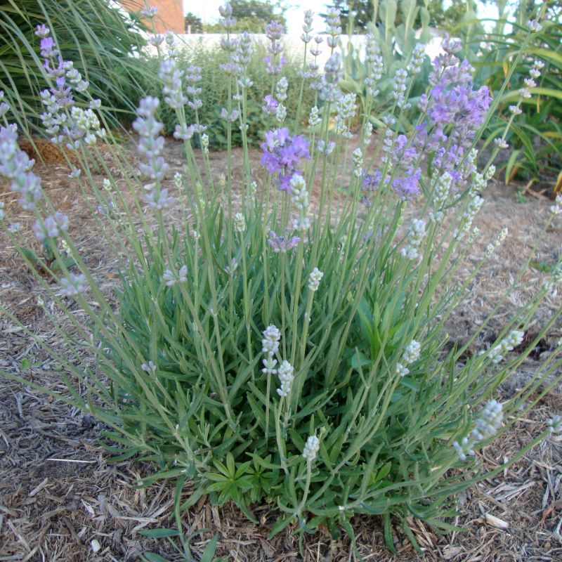 English Munstead Lavender - Image 3