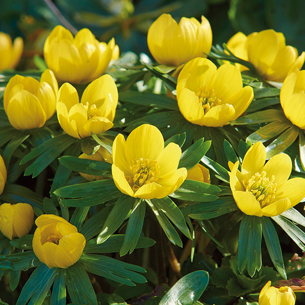 Winter Aconite