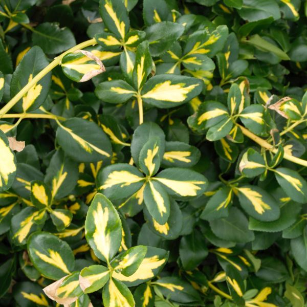 Blondy® Euonymus - Image 3