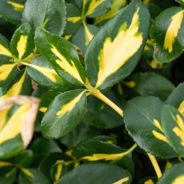 Blondy® Euonymus - Image 4