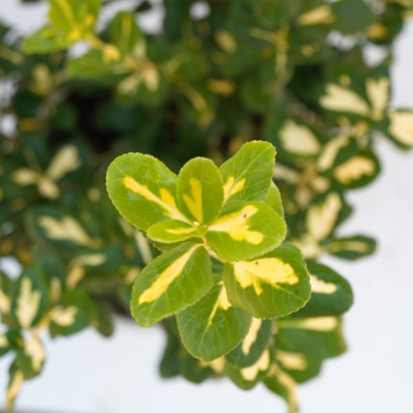 Blondy® Euonymus - Image 5