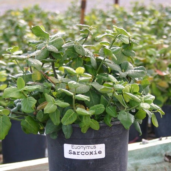 Sarcoxie Euonymus - Image 3