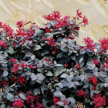 Ever Red Loropetalum