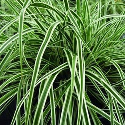EverColor® Everest™ Variegated Sedge Grass