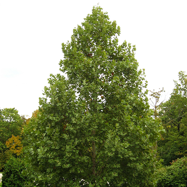 Exclamation!™ London Planetree