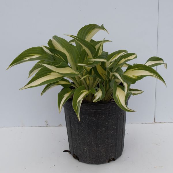 Fire and Ice Hosta - Image 5