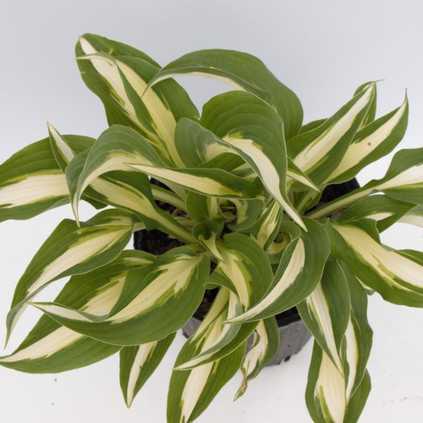 Fire and Ice Hosta - Image 4