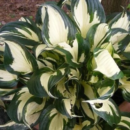 Fire and Ice Hosta - Image 3