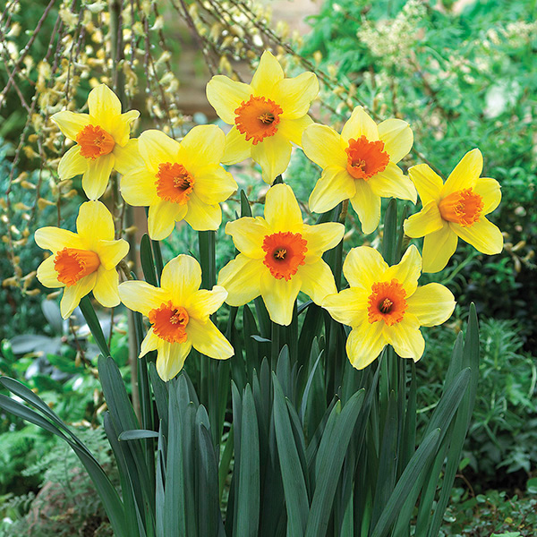 Fortissimo Daffodil