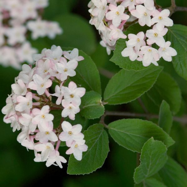 Fragrant Viburnum - Image 4