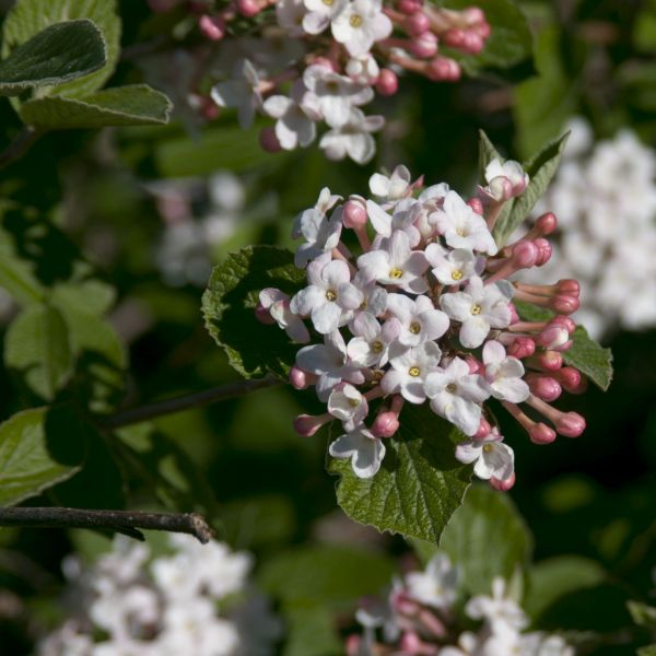 Fragrant Viburnum - Image 5
