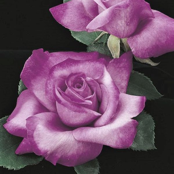 Fragrant Plum Rose
