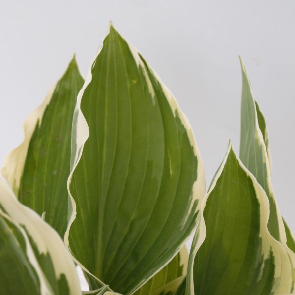 Francee Hosta - Image 5