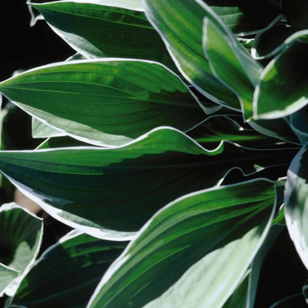 Francee Hosta - Image 4