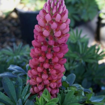 Gallery Red Lupine