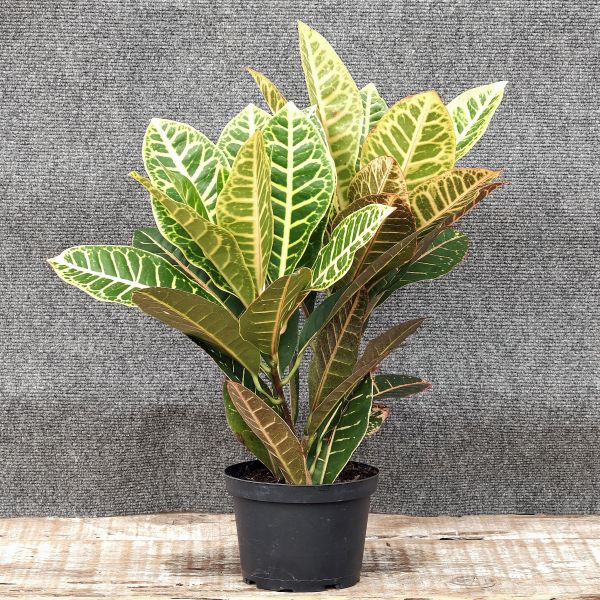 Garden Croton - Image 5