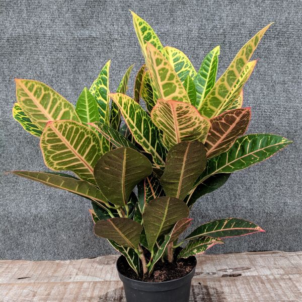 Garden Croton - Image 3