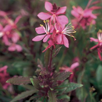 Gaura Karalee Petite Pink - Image 4