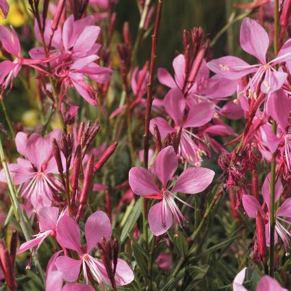 Gaura Karalee Petite Pink - Image 3