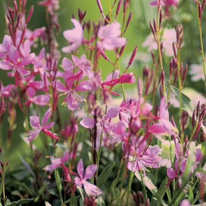 Gaura Karalee Petite Pink