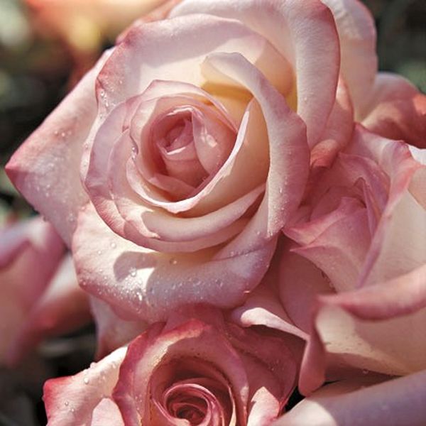 Gemini™ Hybrid Tea Rose