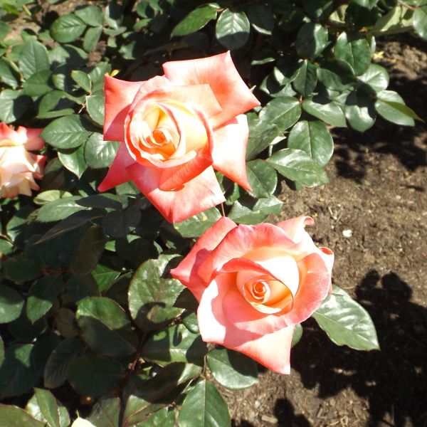 Gemini™ Hybrid Tea Rose - Image 3