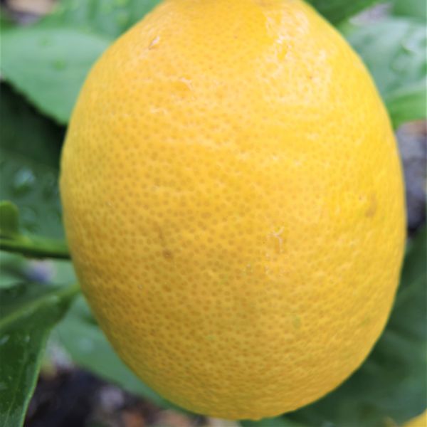 Genoa Lemon - Image 3