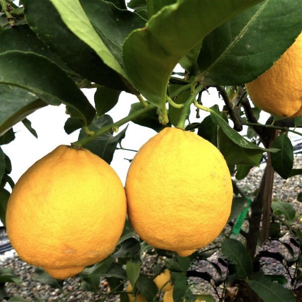Genoa Lemon