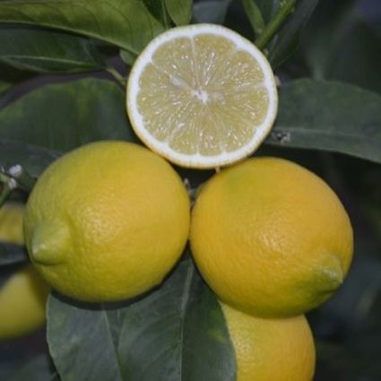 Genoa Lemon - Image 4