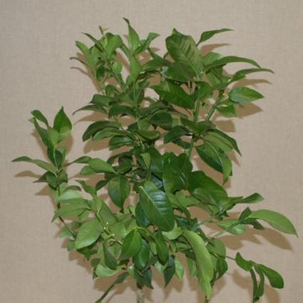 Genoa Lemon - Image 5