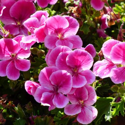 Elke Geranium