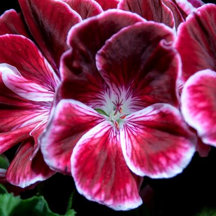 Elke Geranium - Image 3
