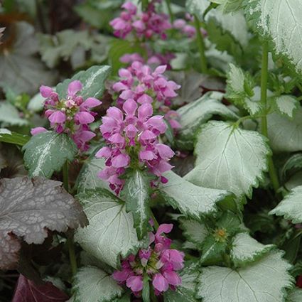 Ghost Lamium - Image 4