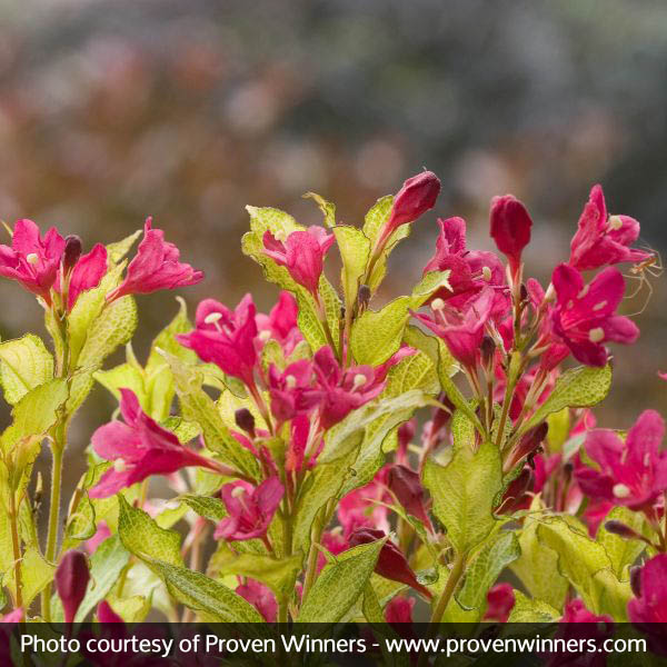 Sonic Bloom® Ghost® Weigela - Image 3