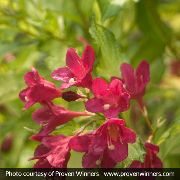 Sonic Bloom® Ghost® Weigela - Image 4
