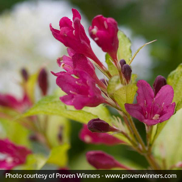 Sonic Bloom® Ghost® Weigela - Image 5