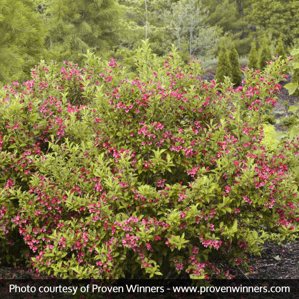 Sonic Bloom® Ghost® Weigela