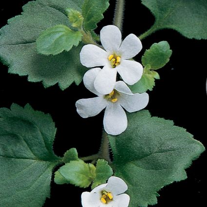 Snowstorm® Giant Snowflake® Bacopa - Image 3