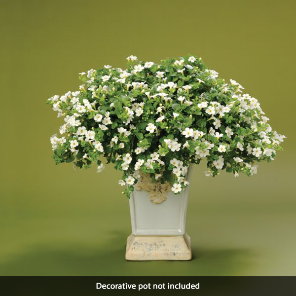 Snowstorm® Giant Snowflake® Bacopa - Image 4