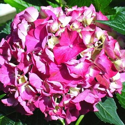 Glowing Embers Hydrangea