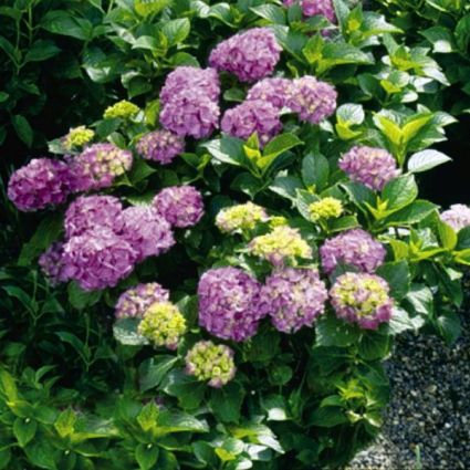 Glowing Embers Hydrangea - Image 3