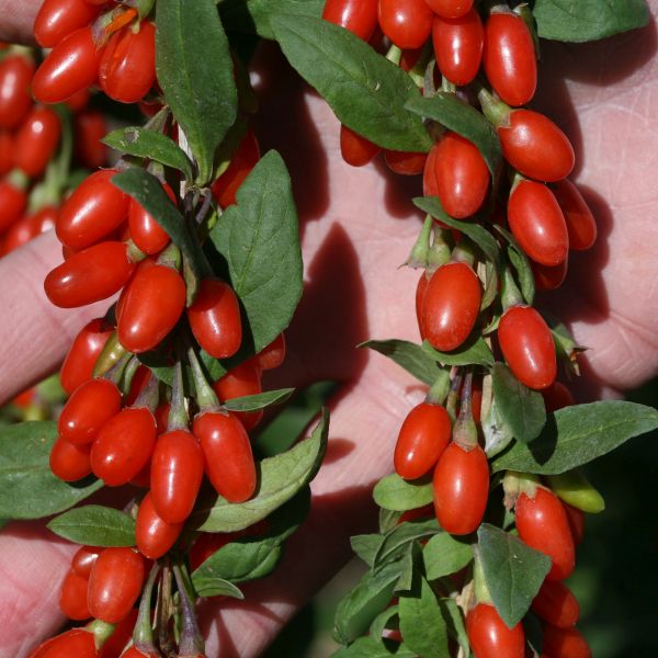 Goji Berry Plant - Image 5