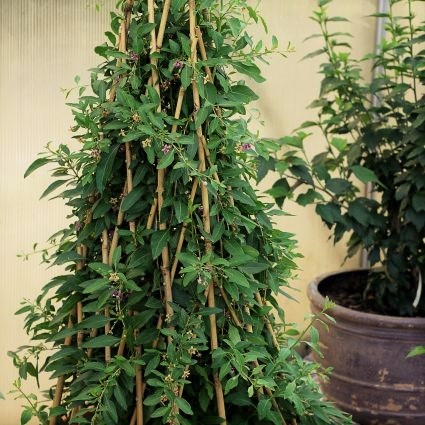 Goji Berry Plant - Image 3