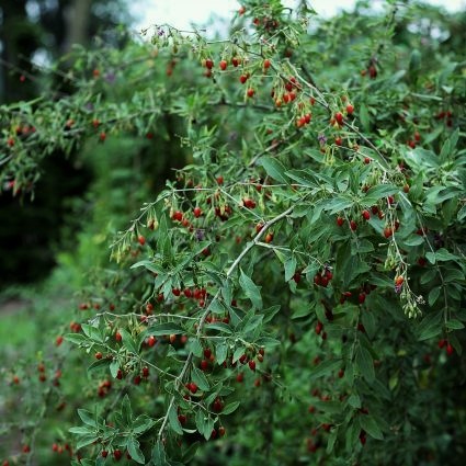 Goji Berry Plant - Image 2