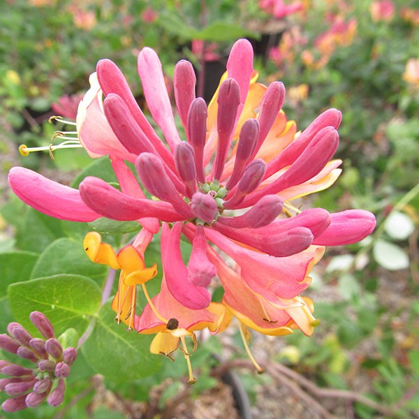 Goldflame Honeysuckle - Image 5