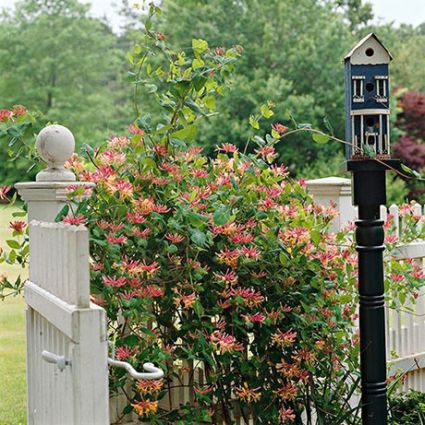 Goldflame Honeysuckle