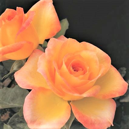 Gold Medal® Rose