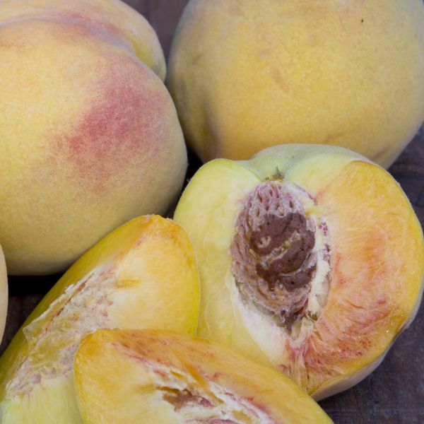 Golden Jubilee Peach - Image 3